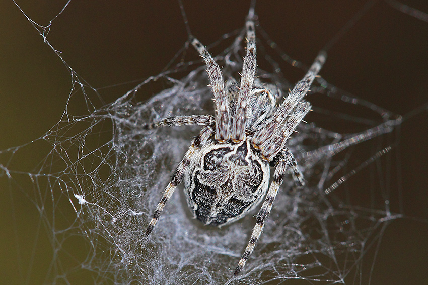 Larinioides sclopetarius - Montalto Ligure (IM)